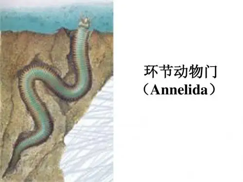 环节动物