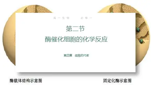 4.2 酶催化细胞的化学反应(课件)高一生物(沪科版2020必修1)