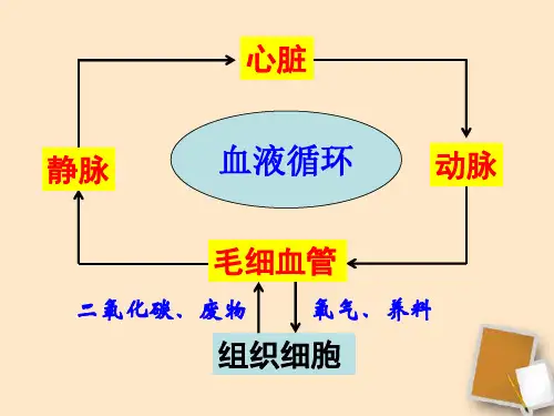 七年级生物下册《血液循环途径》课件 人教新课标版