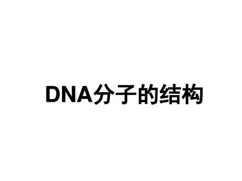 DNA分子结构课件