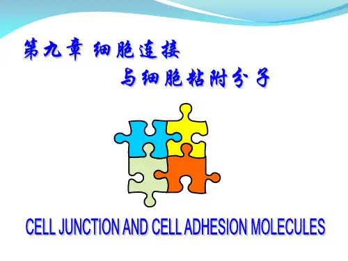 08细胞生物学第九章细胞连接