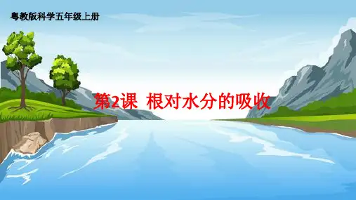 根对水分的吸收课件