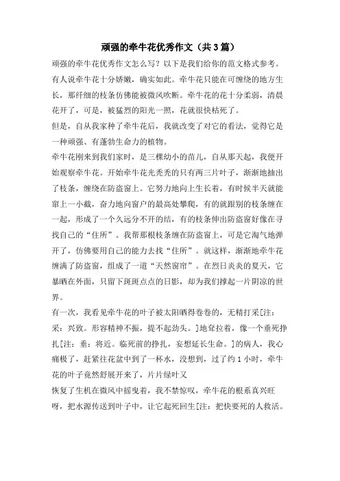 顽强的牵牛花优秀作文(共3篇)