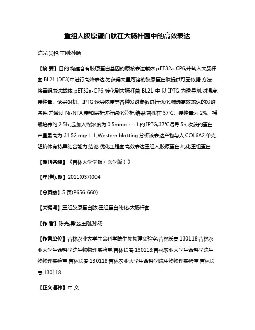 重组人胶原蛋白肽在大肠杆菌中的高效表达