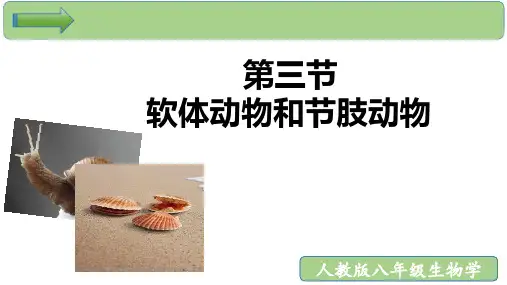 软体动物和节肢动物ppt课件