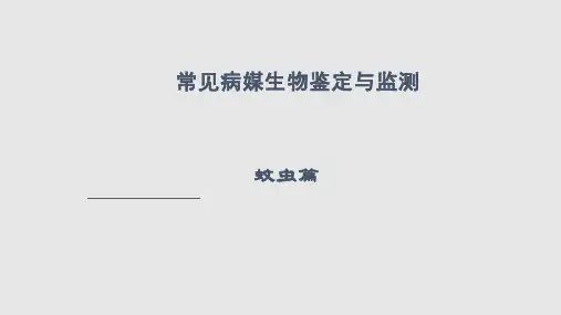 病媒生物防制蚊虫PPT课件
