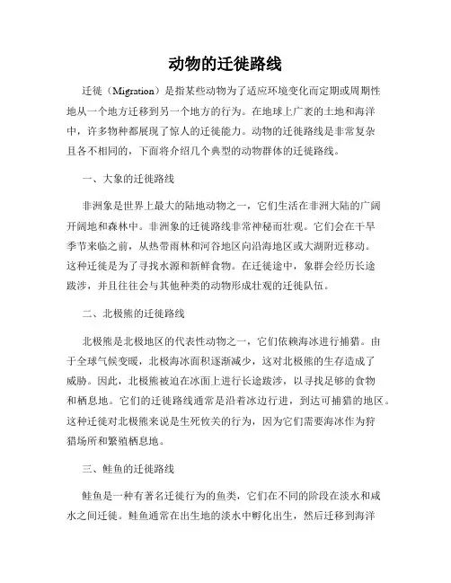 动物的迁徙路线