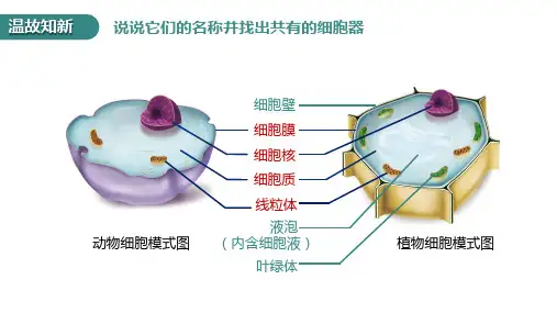 细胞的生活(第一课时)课件-人教版七年级生物上册