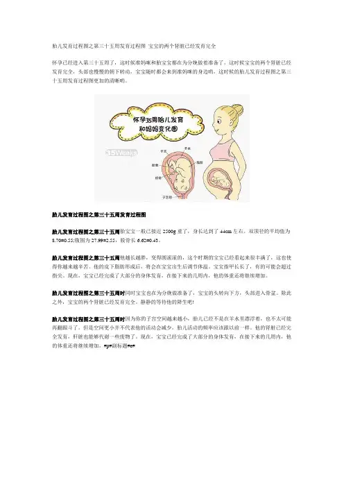 胎儿发育过程图之第三十五周发育过程图