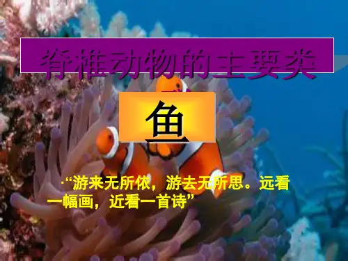 《鱼》教学课件20 人教版