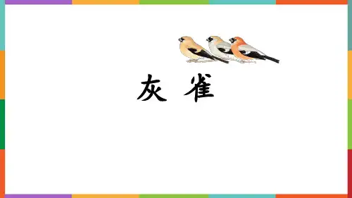 部编版三年级语文上册《灰雀》授课课件