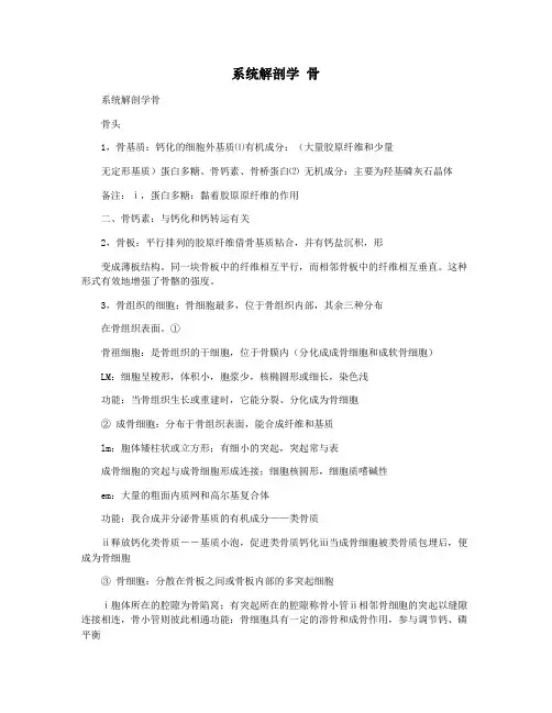 系统解剖学 骨