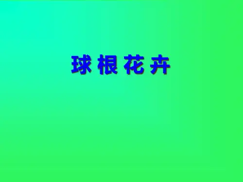 球-根-花-卉