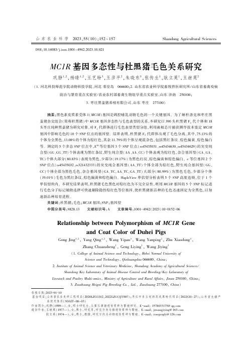 MC1R基因多态性与杜黑猪毛色关系研究