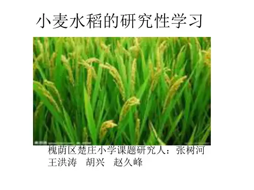 小麦水稻的研究性学习ppt