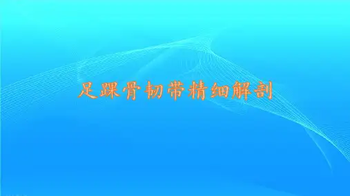 足踝骨韧带精细解剖