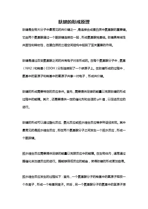 肽键的形成原理