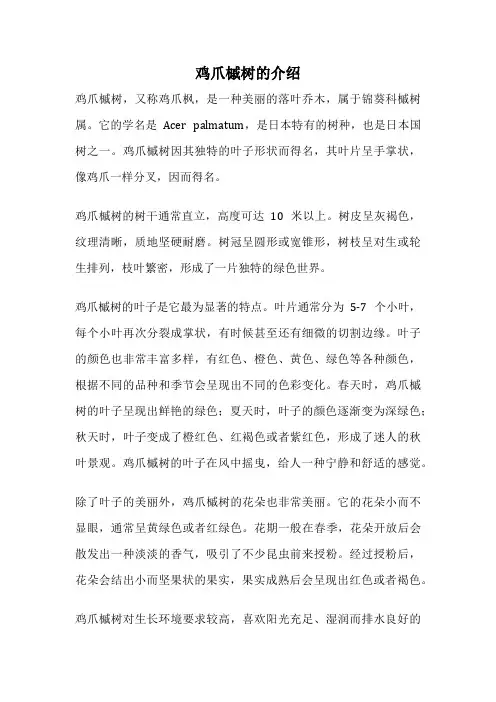 鸡爪槭树的介绍