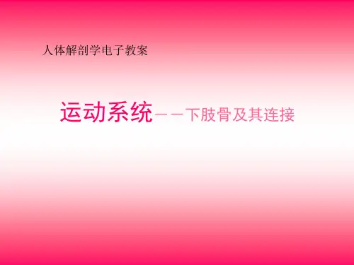 03-5运动系统--下肢骨及其连接