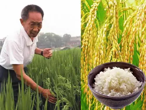 基因工程-简界