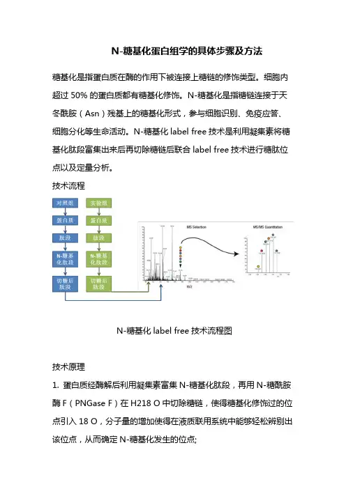 N-糖基化蛋白组学的具体步骤及方法