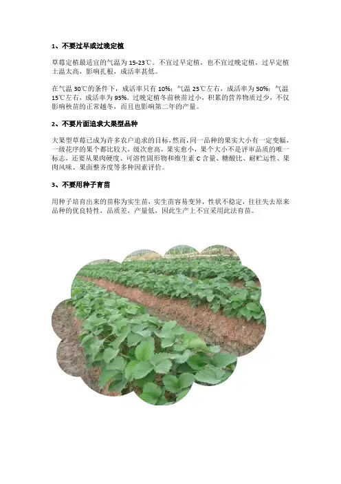 草莓种植需要避免的种植误区,几个小点助力草莓高收高产