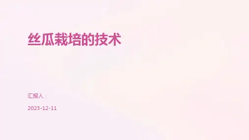 丝瓜栽培的技术