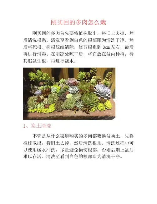 刚买回的多肉怎么栽-养花技巧