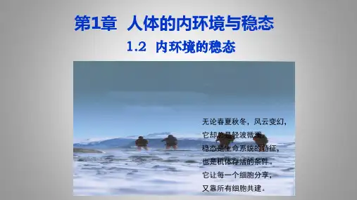 1-2内环境的稳态(课件)——高二上学期生物人教版选择性必修1