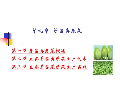 芽苗类蔬菜