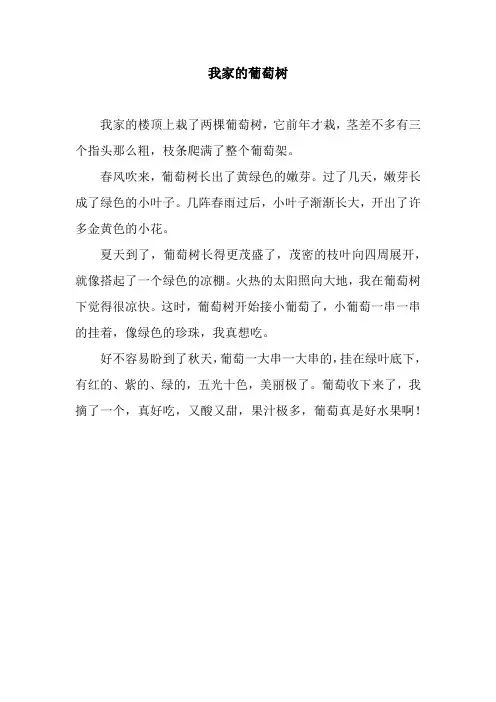 我家的葡萄树_2