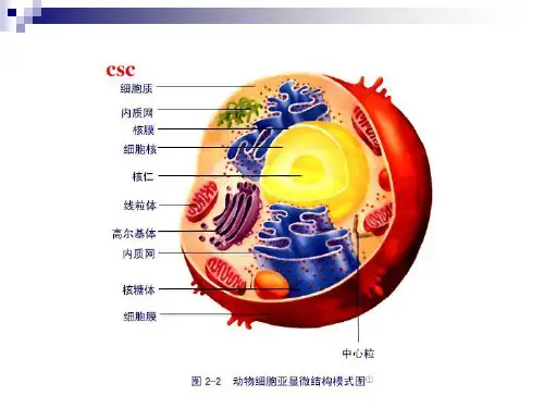 第二章 细胞膜
