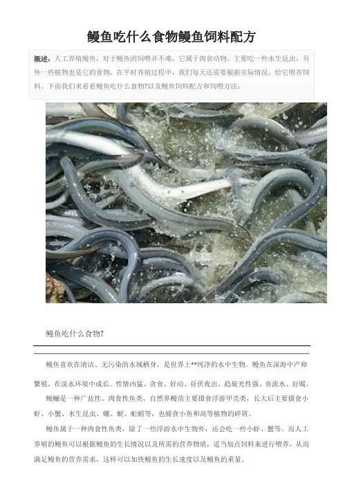 鳗鱼吃什么食物鳗鱼饲料配方