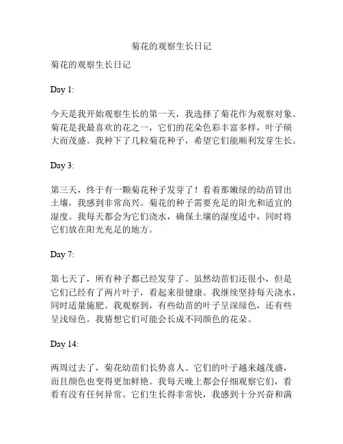 菊花的观察生长日记
