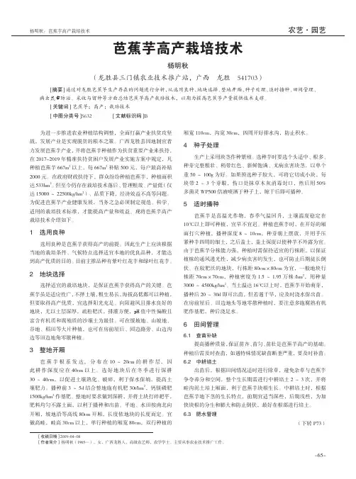芭蕉芋高产栽培技术