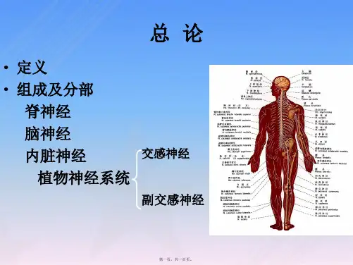 周围神经系统解剖学