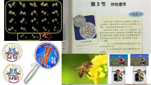 2025届高三一轮复习生物课件：伴性遗传和人类遗传病课件