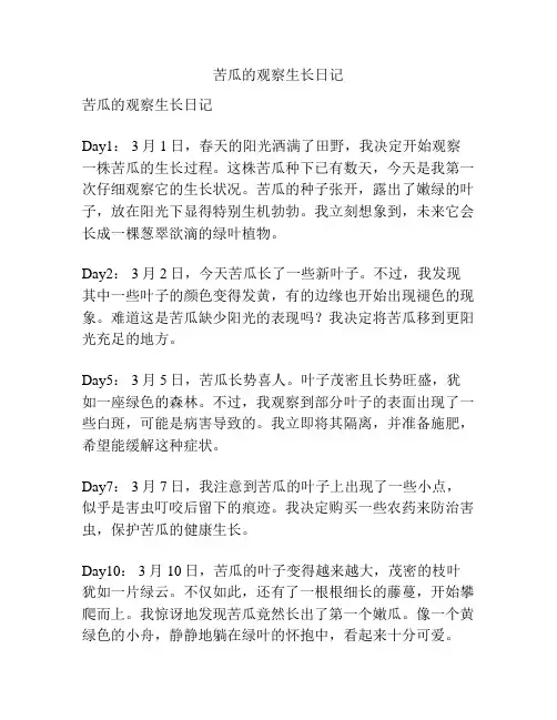 苦瓜的观察生长日记