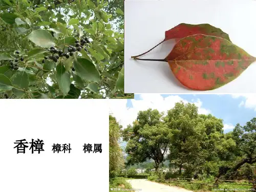 39种植物科属名称介绍