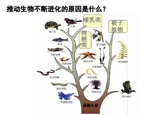 鲁科版生物八下8.3.3生物进化的原因(共35张ppt)