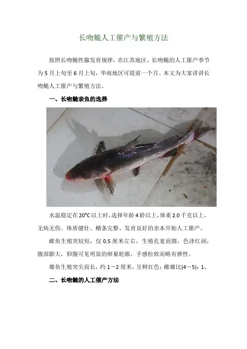 长吻鮠人工催产与繁殖方法