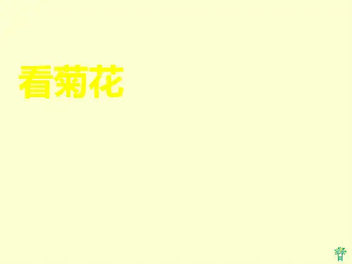 看菊花1PPT课件