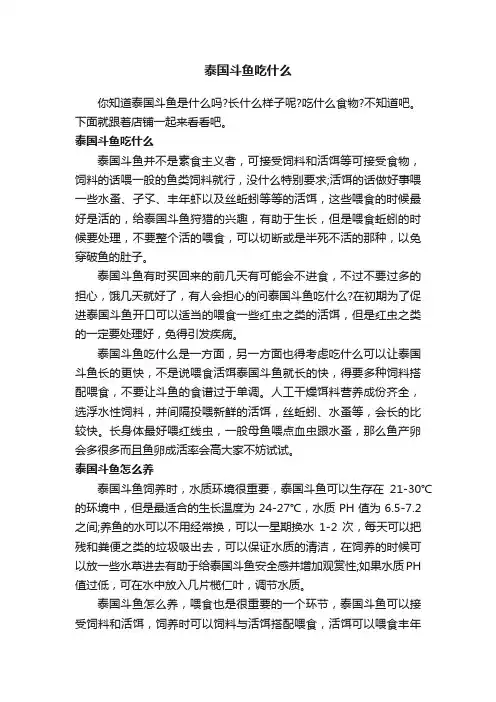 泰国斗鱼吃什么