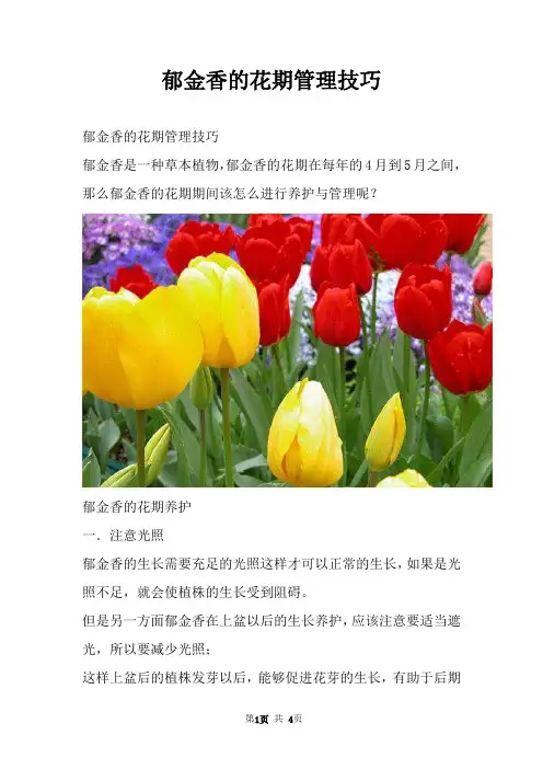 郁金香的花期管理技巧