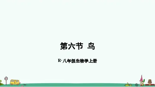 《鸟》PPT课件【优质】