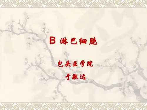 B淋巴细胞