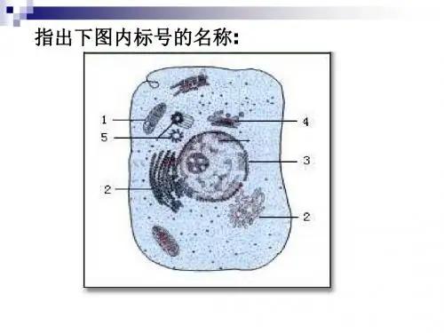 人教版高中生物必修一课件：《3.3 细胞核——系统的控制中心》