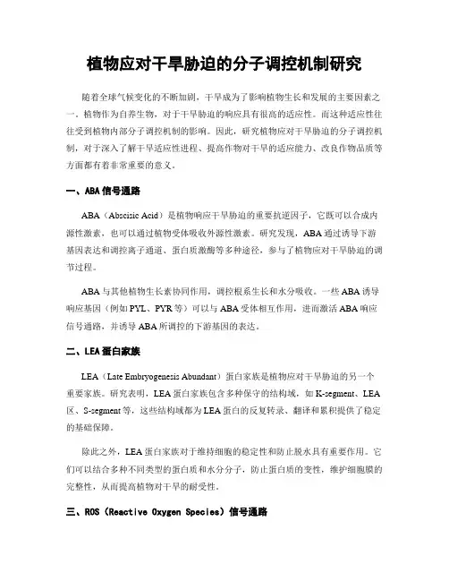 植物应对干旱胁迫的分子调控机制研究