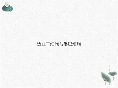 造血干细胞与淋巴细胞PPT.