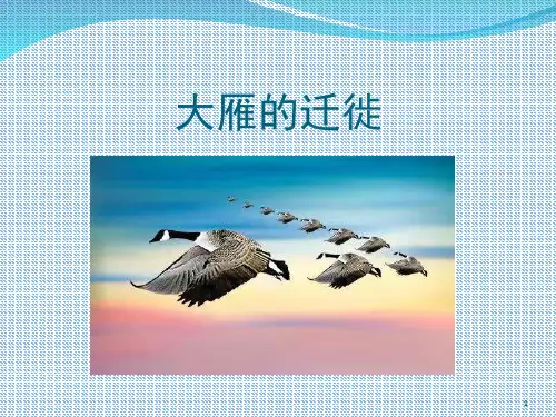大雁的迁徙(课堂PPT)